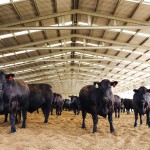 Cover Page For Hides